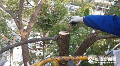蚌埠园林部门启动雪后绿化恢复工作 市民感叹树木可怜